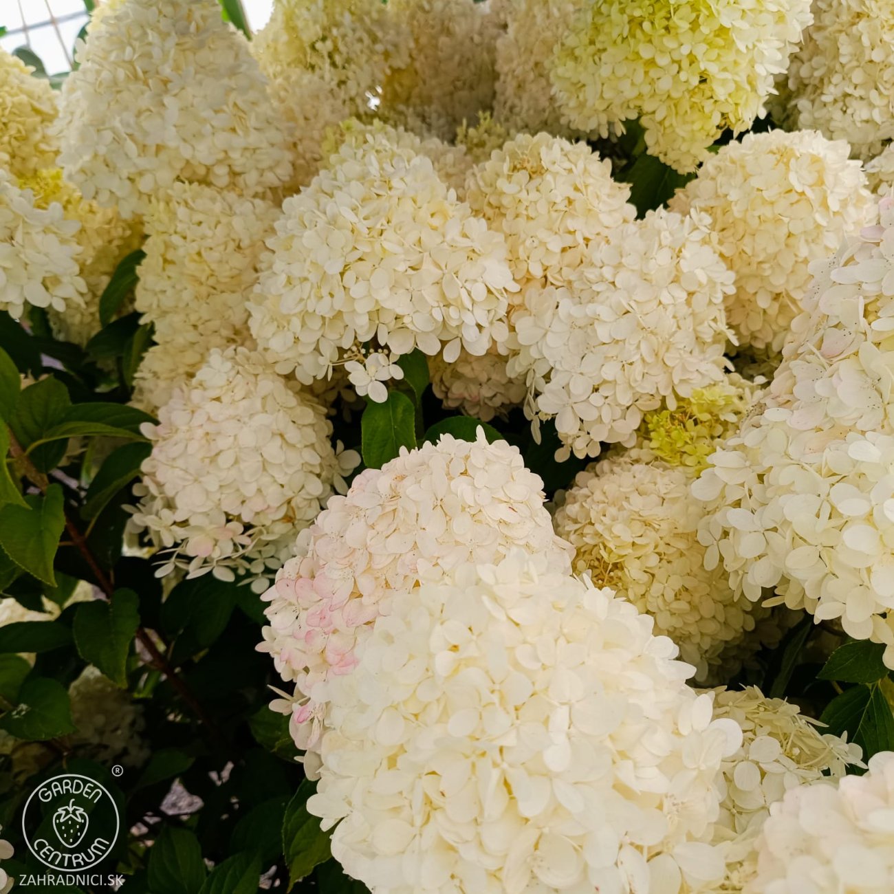 Obrázok Hortenzia metlinatá (Hydrangea paniculata) 'LIMELIGHT'® - výška 130-150 cm, kont. C25L - NA KMIENKU